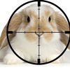 99 Rabbits And Hares Were Killed At JFK Last Year